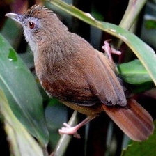 Abbott's Babbler