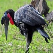 Abyssinian Ground Hornbill