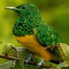 African Emerald Cuckoo