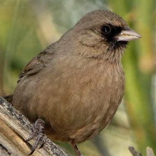 Abert's Towhee
