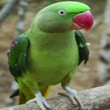 Alexandrine Parakeet