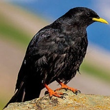 Alpine Chough