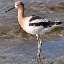 American Avocet