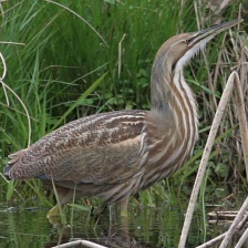 American Bittern