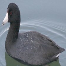 American Coot