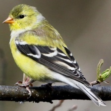 American Goldfinch
