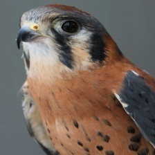 American Kestrel